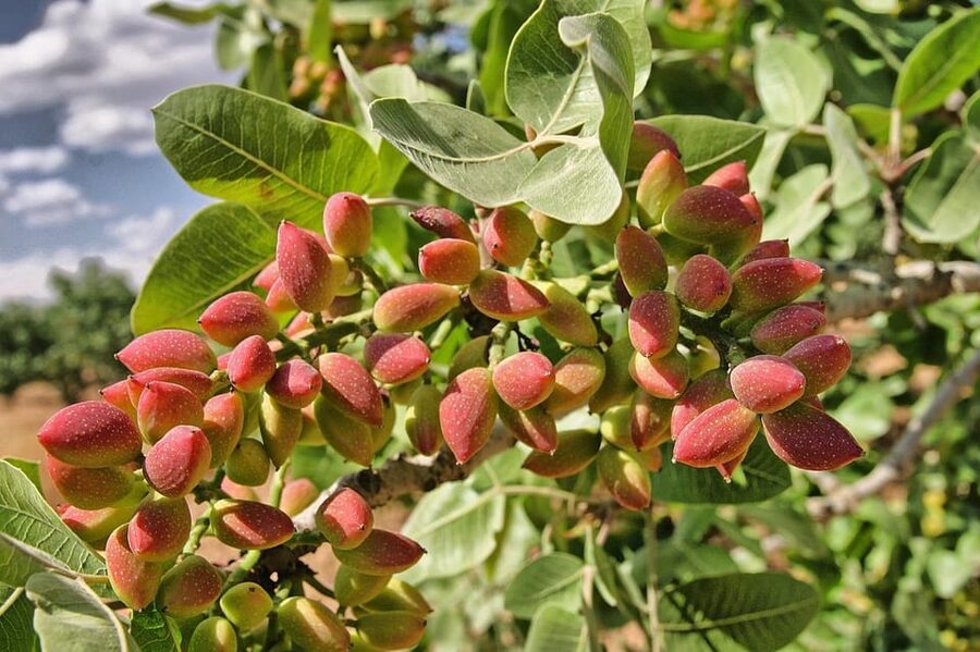 Aegina: Organic Pistachio Orchard Tour with Factory Visit - The practical details to know before booking
