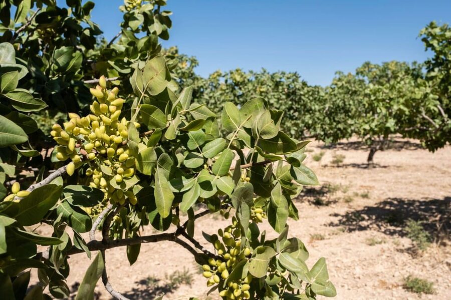 Aegina: Organic Pistachio Orchard Tour with Factory Visit - Should you book the Aegina pistachio tour?