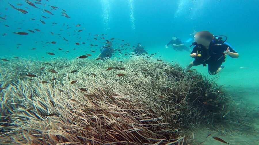 Athens East Coast: Discover Scuba Diving in Nea Makri - What the $106 price includes