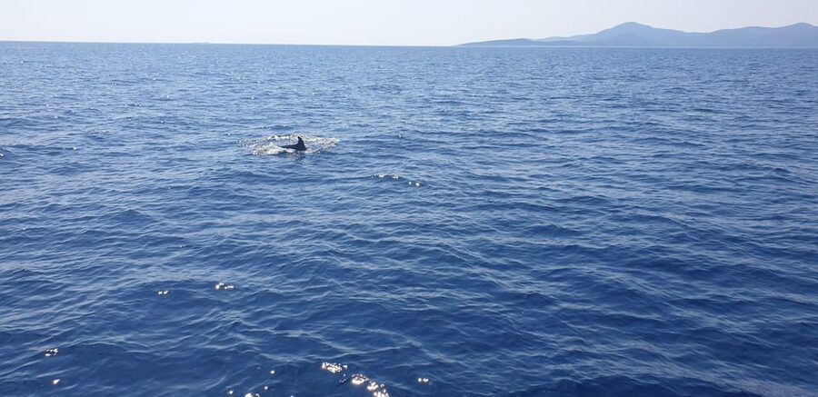 Athens: Riviera Catamaran Tour with Fresh Meal and Drinks - Practical details before you go