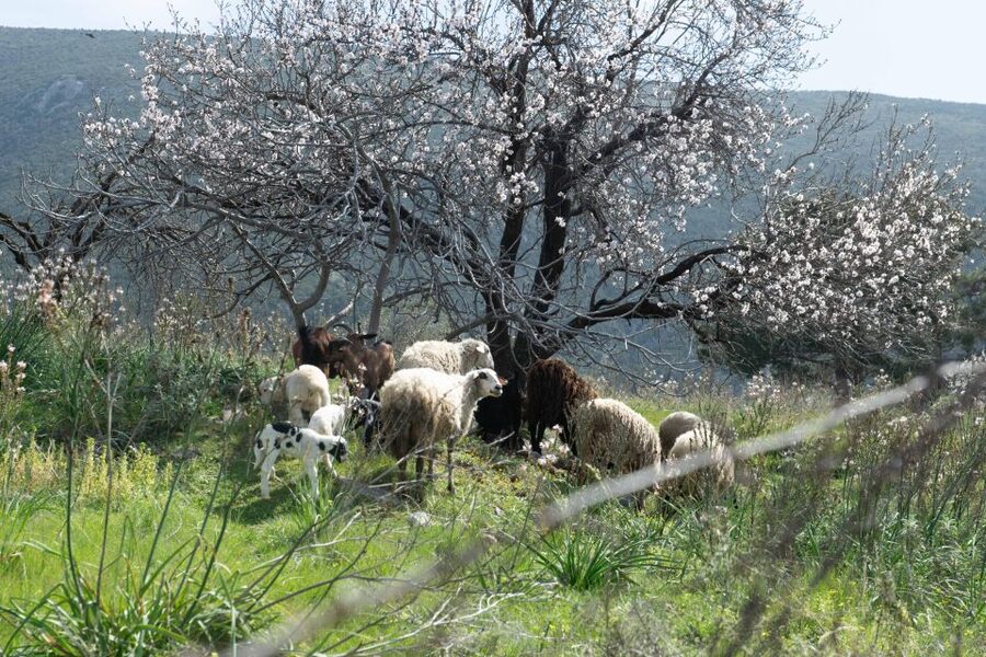 Delphi: Easy Hike on Ancient Path through the Olive Groves - A few practical details before you go