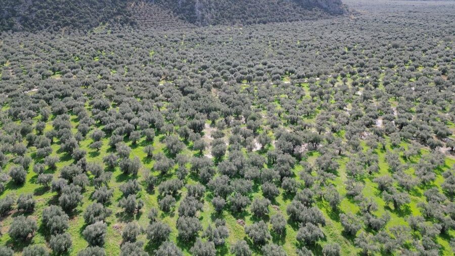 Delphi: Easy Hike on Ancient Path through the Olive Groves - Should you book the Delphi olive-grove hike?