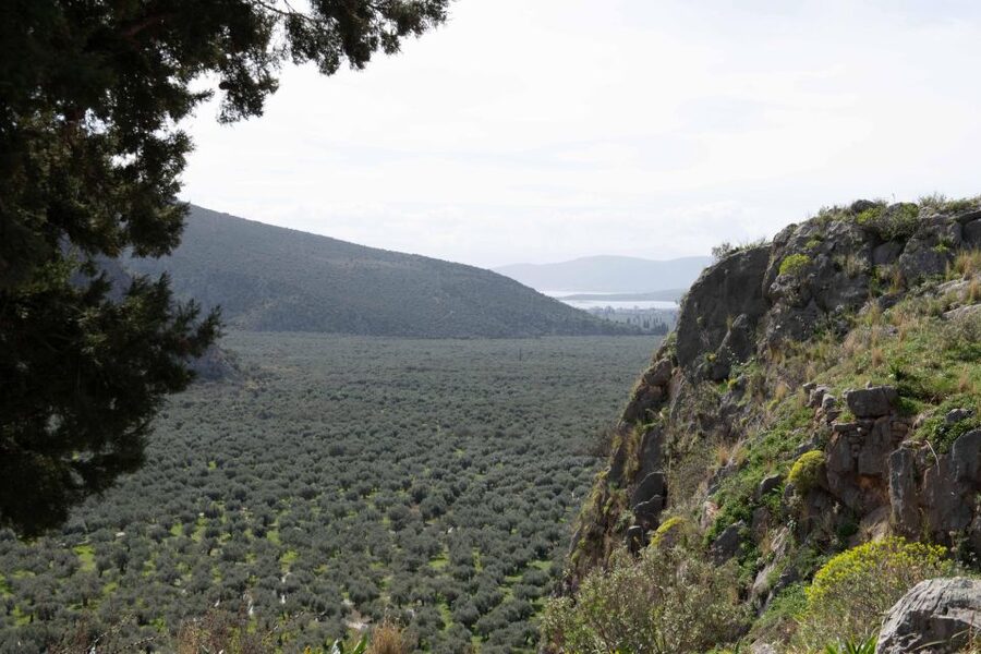 Delphi: Easy Hike on Ancient Path through the Olive Groves - Local stories with a playful side
