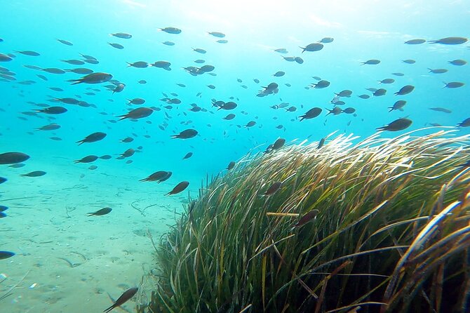 Discover Small Group Scuba Diving Experience in Nea Makri, Athens - Why a group of four makes a difference