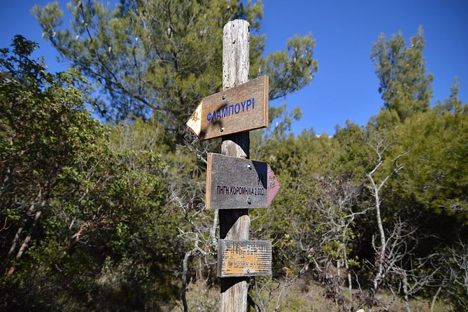 Hiking in Parnitha National Park Overlooking Athens - What you might see among the trees