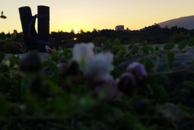 Sunrise Yoga & Meditation Acropolis & 360 view